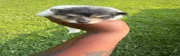 Pomeranian dogs for sale: Leo - Ad 1