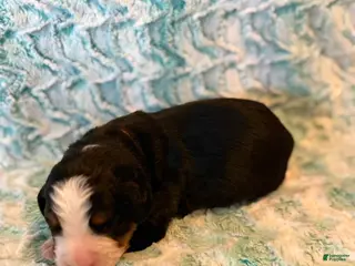 Bernese Mountain Dog dogs Shamrock - Ad 8