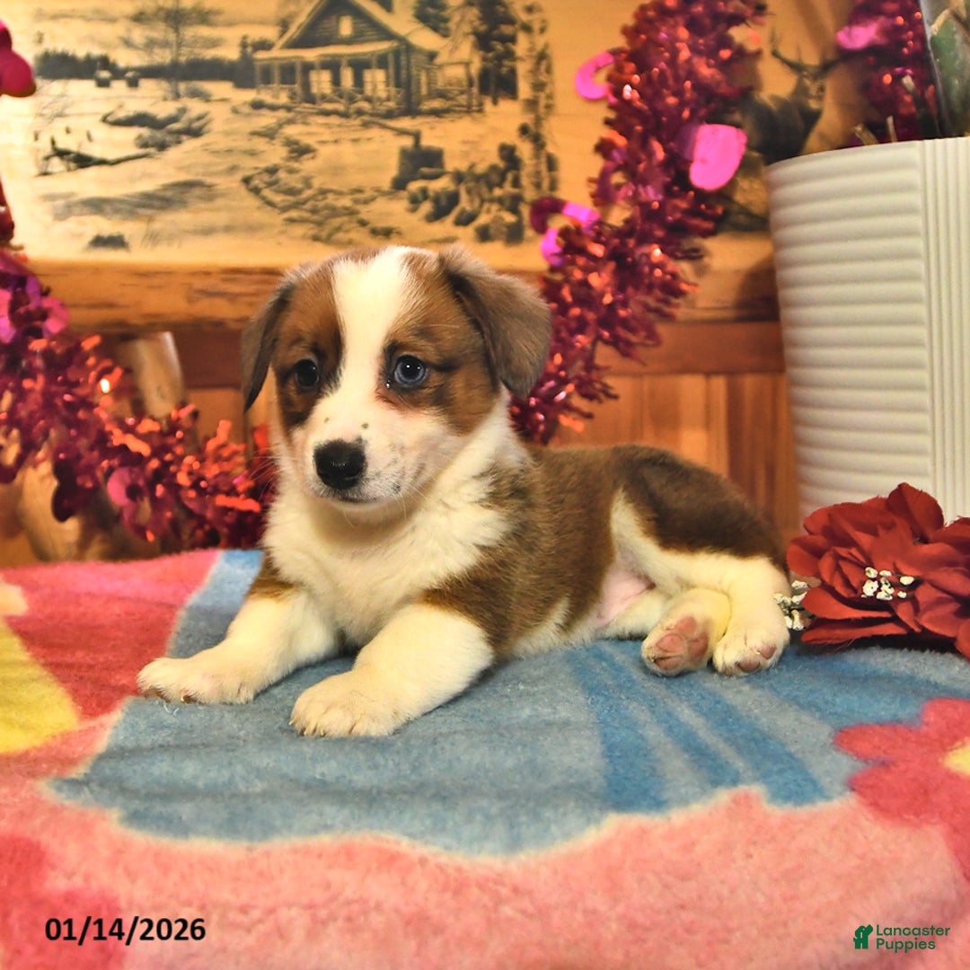 Welsh Corgi Pembroke dogs for sale: Sandy - Ad 3