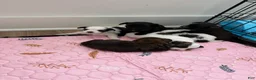 Shorkie dogs for sale: Shorkie 2 - Ad 11