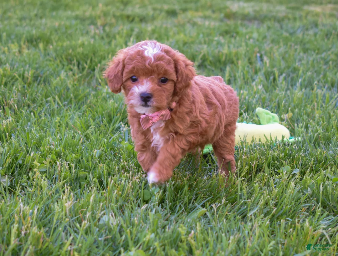 Miniature Poodle dogs for sale: Dixie 💕🐶 - Ad 1
