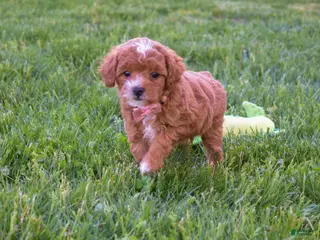 Miniature Poodle dogs for sale: Dixie 💕🐶 - Ad 3