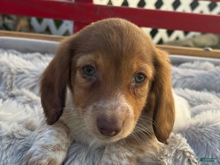 Miniature Dachshund dogs Misty - Ad 36