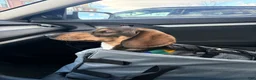 Miniature Dachshund dogs for stud: Oatie litter - Ad 3