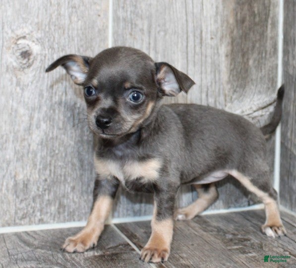 Chihuahua dogs Chihuahua Puppy 2 - Ad 19