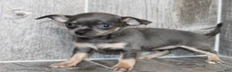 Chihuahua dogs for sale: Chihuahua Puppy 2 - Ad 1