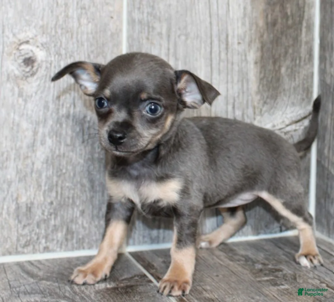 Chihuahua dogs for sale: Chihuahua Puppy 2 - Ad 1