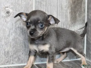 Chihuahua dogs Chihuahua Puppy 2 - Ad 19