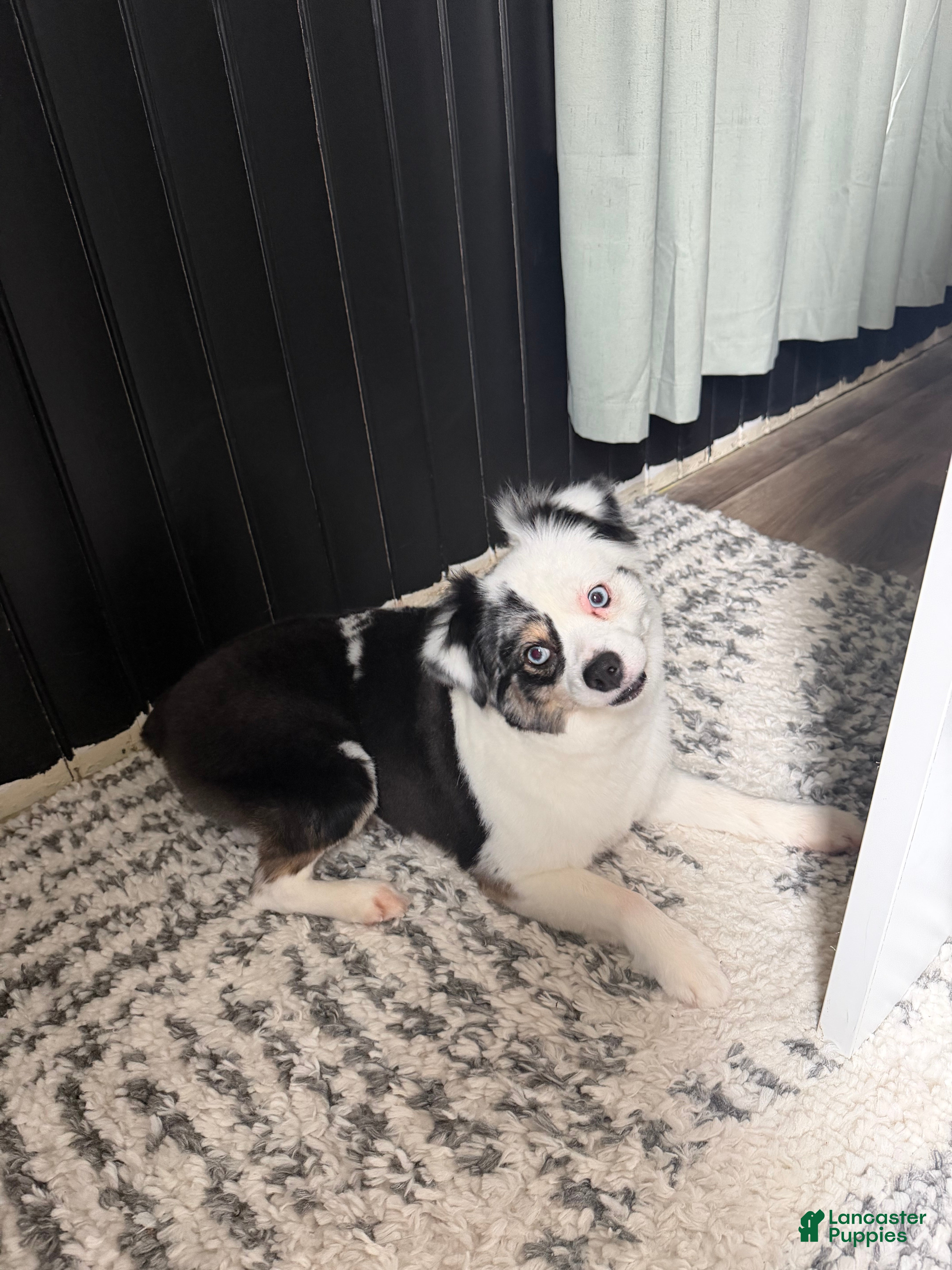 Miniature Australian Shepherd dogs Miniature Australian Shepherd Puppy 1 - Ad 2