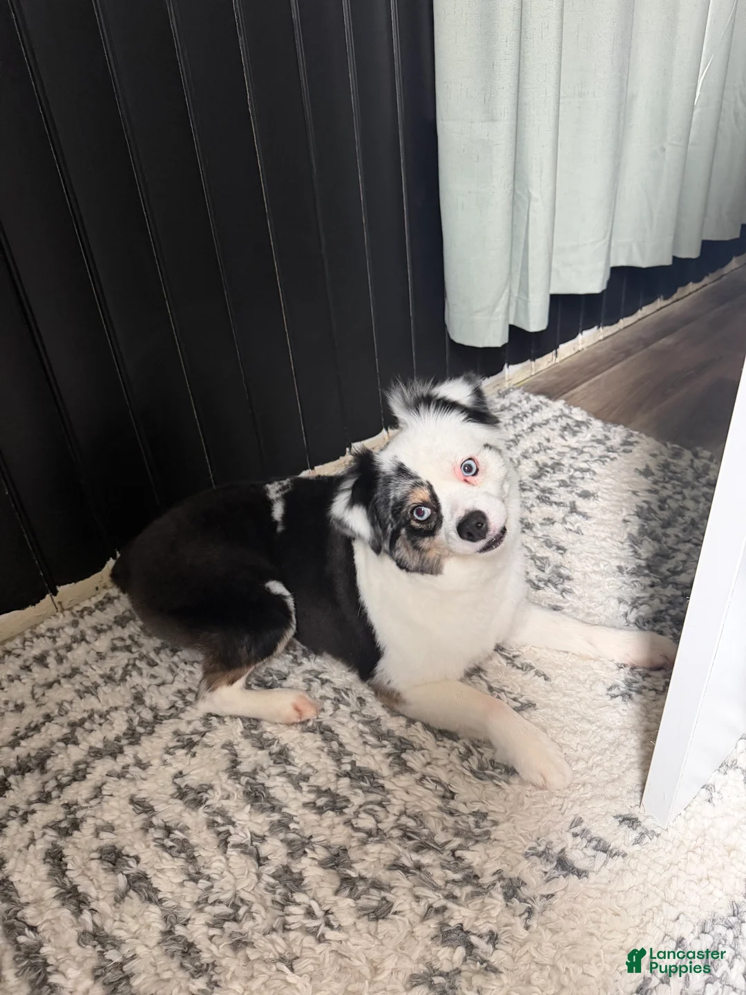 Miniature Australian Shepherd dogs for sale: Miniature Australian Shepherd Puppy 1 - Ad 2