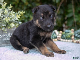 German Shepherd dogs - Ad 31