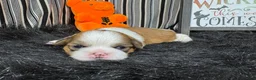 Shih Tzu dogs for sale: Shih Tzu 2 - Ad 3