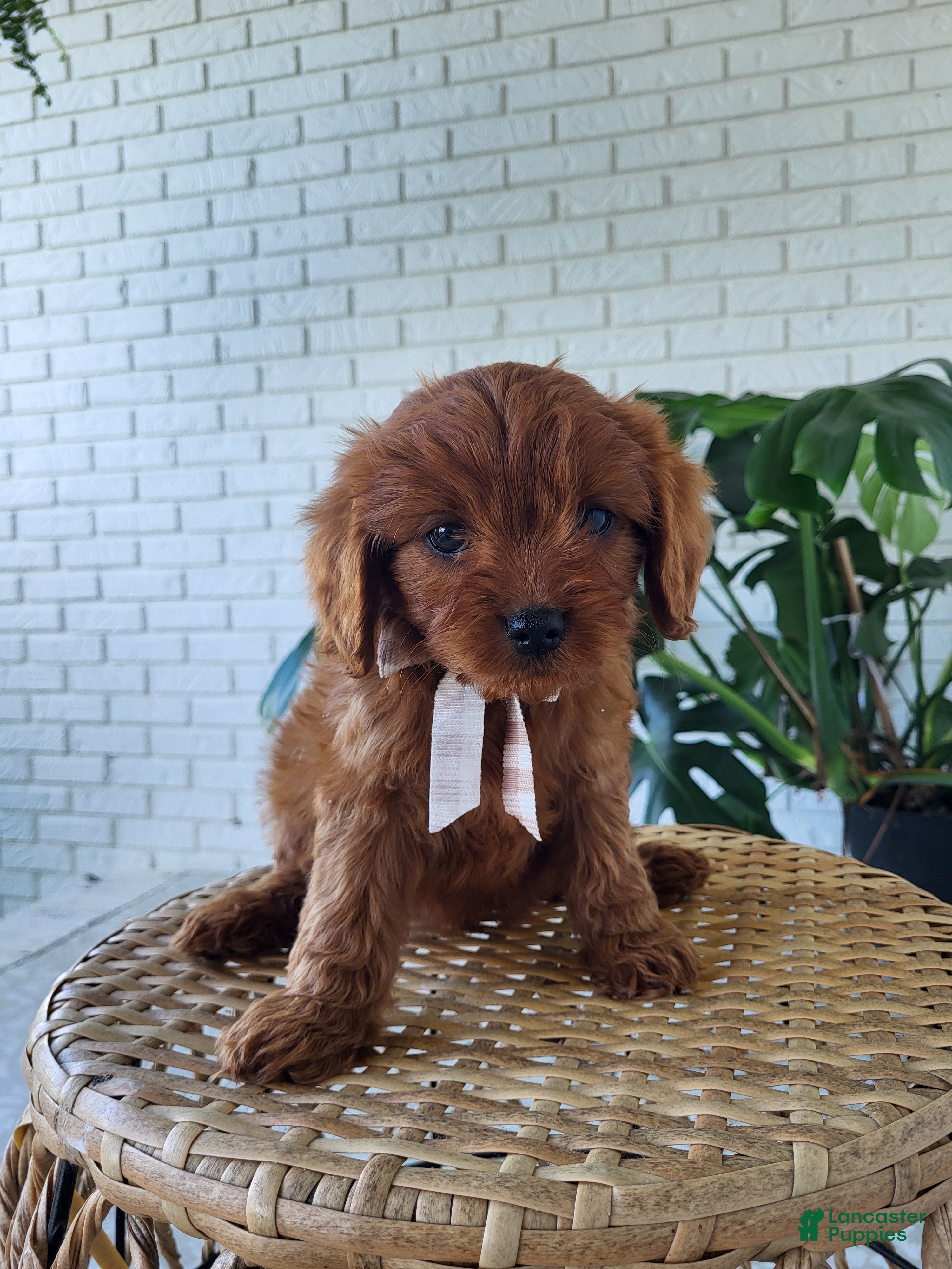 Cavapoo dogs Jack - Ad 2
