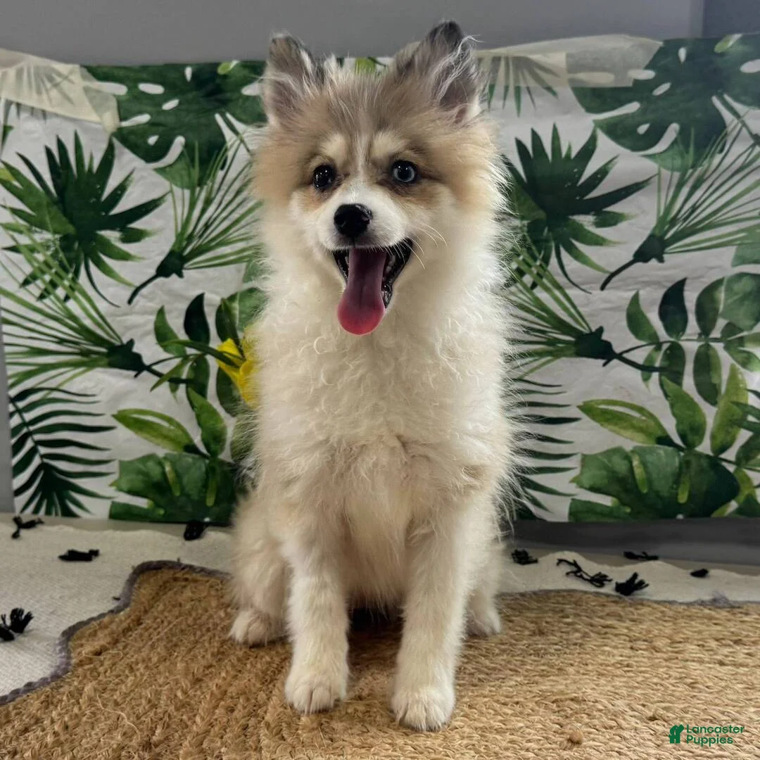 Pomsky dogs for sale: Holly - Ad 1