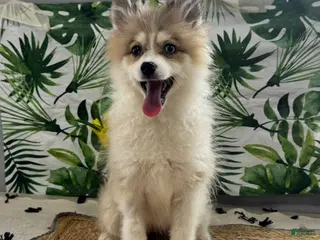 Pomsky dogs Holly - Ad 33