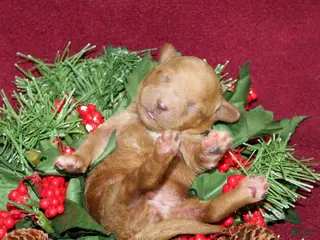 Miniature Poodle dogs Xena - Ad 40