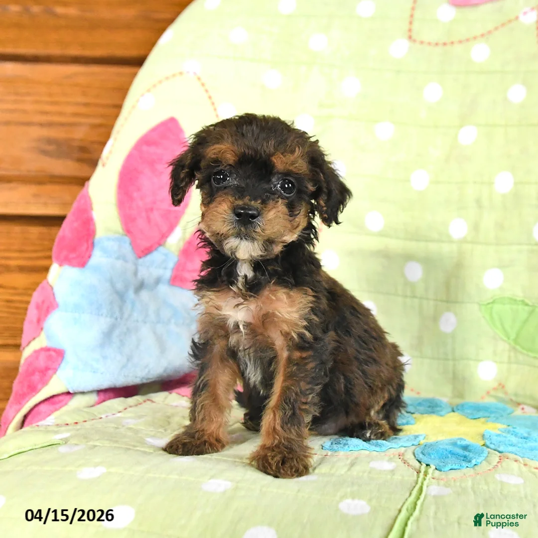 Mini Goldendoodle dogs for sale: Krystal - Ad 1