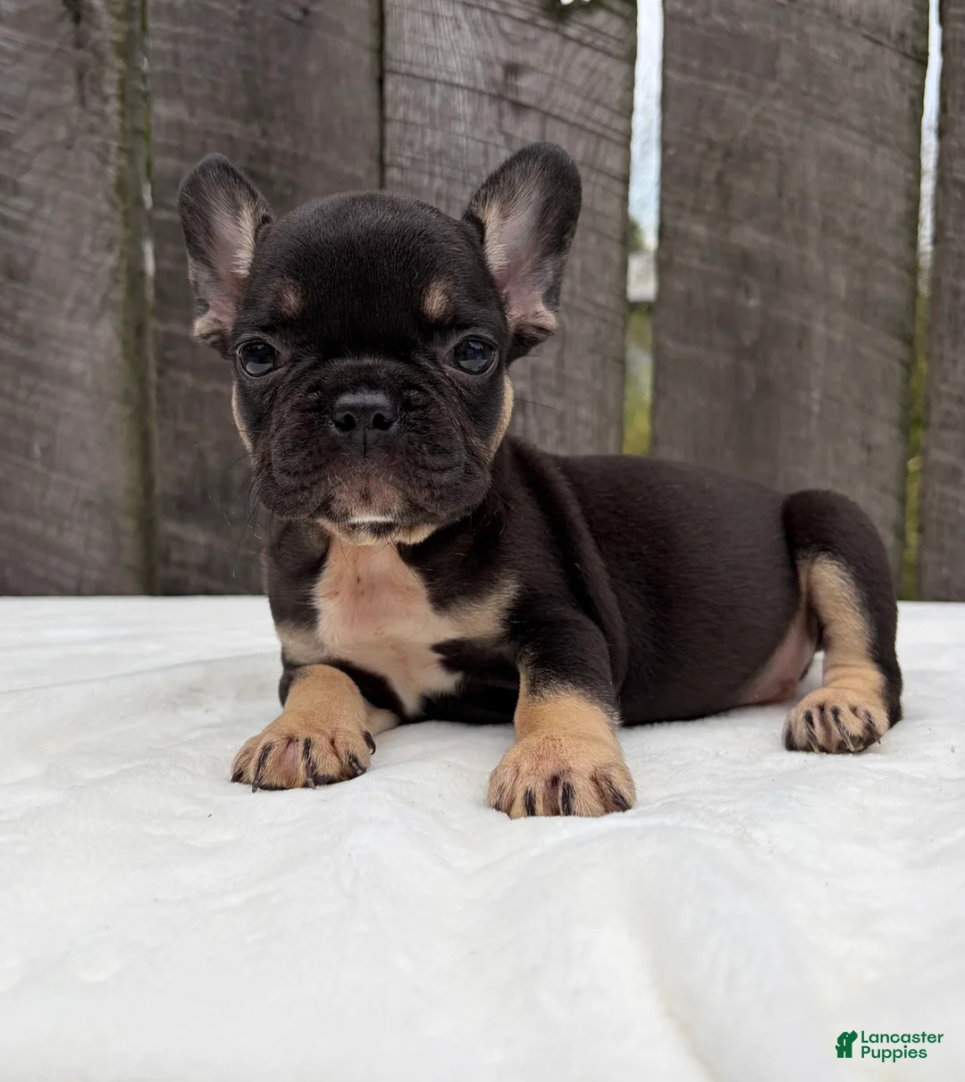 French Bulldog dogs for sale: Austin  - Ad 1