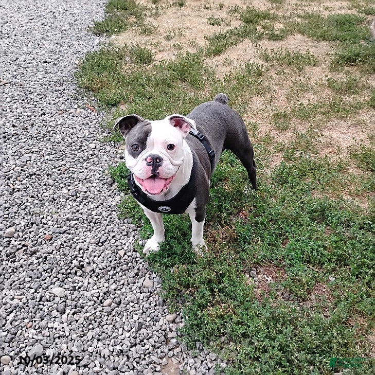 Mixed Breed dogs Pepsi - Ad 9