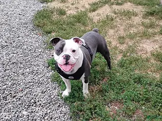 Mixed Breed dogs Pepsi - Ad 39