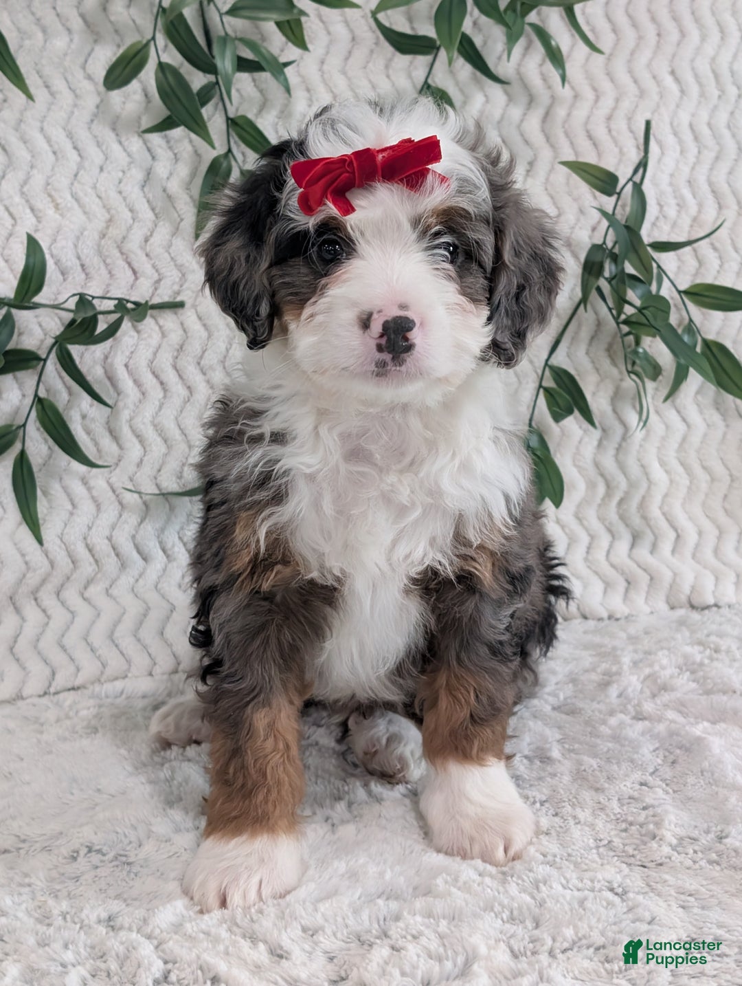Mini Bernedoodle dogs for sale: Mini Marko  - Ad 2