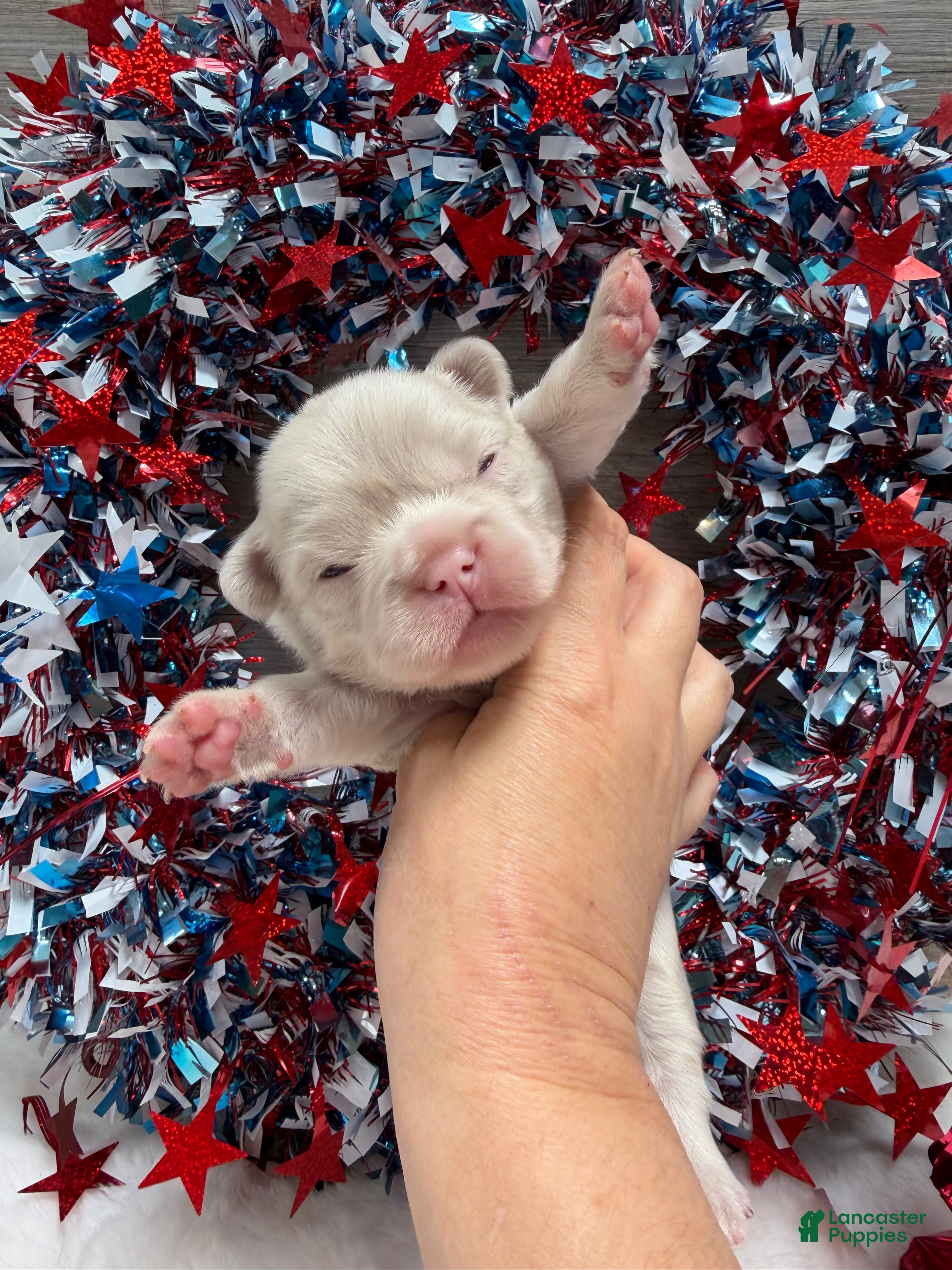 French Bulldog dogs Thistle - Ad 1