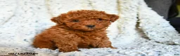 Toy Poodle dogs for sale: Bubblegum - Ad 4
