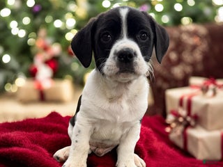 Mixed Breed dogs Fletcher - Ad 8