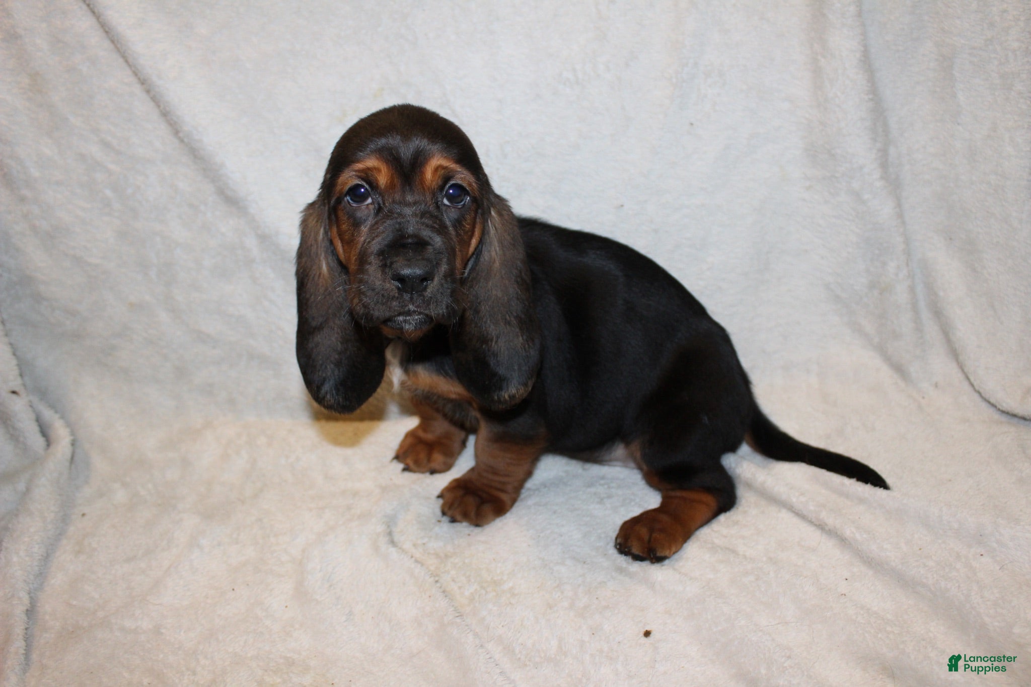 Basset Hound dogs Queenie  - Ad 14