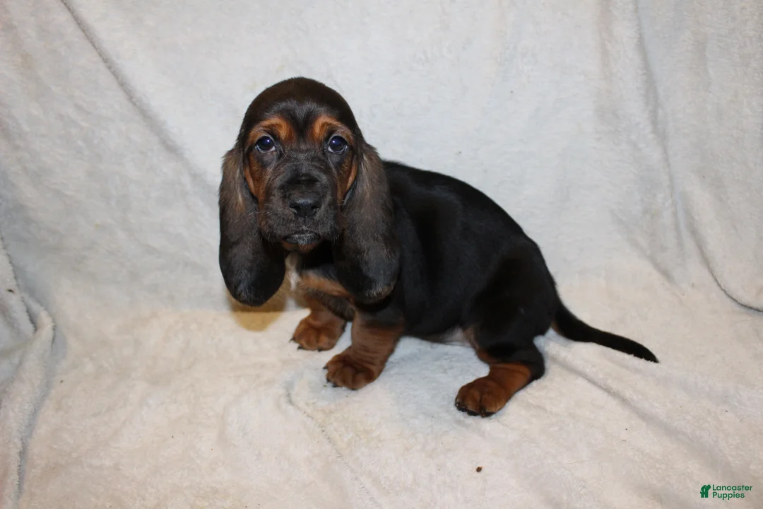 Basset Hound dogs for sale: Queenie  - Ad 1