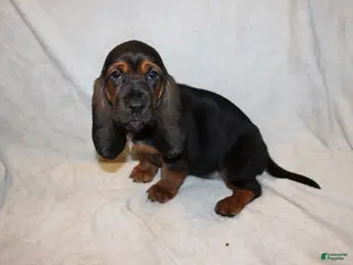 Basset Hound dogs Queenie - Ad 14