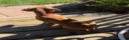Rhodesian Ridgeback dogs for sale: Rhodesian Ridgeback 6 - Ad 2