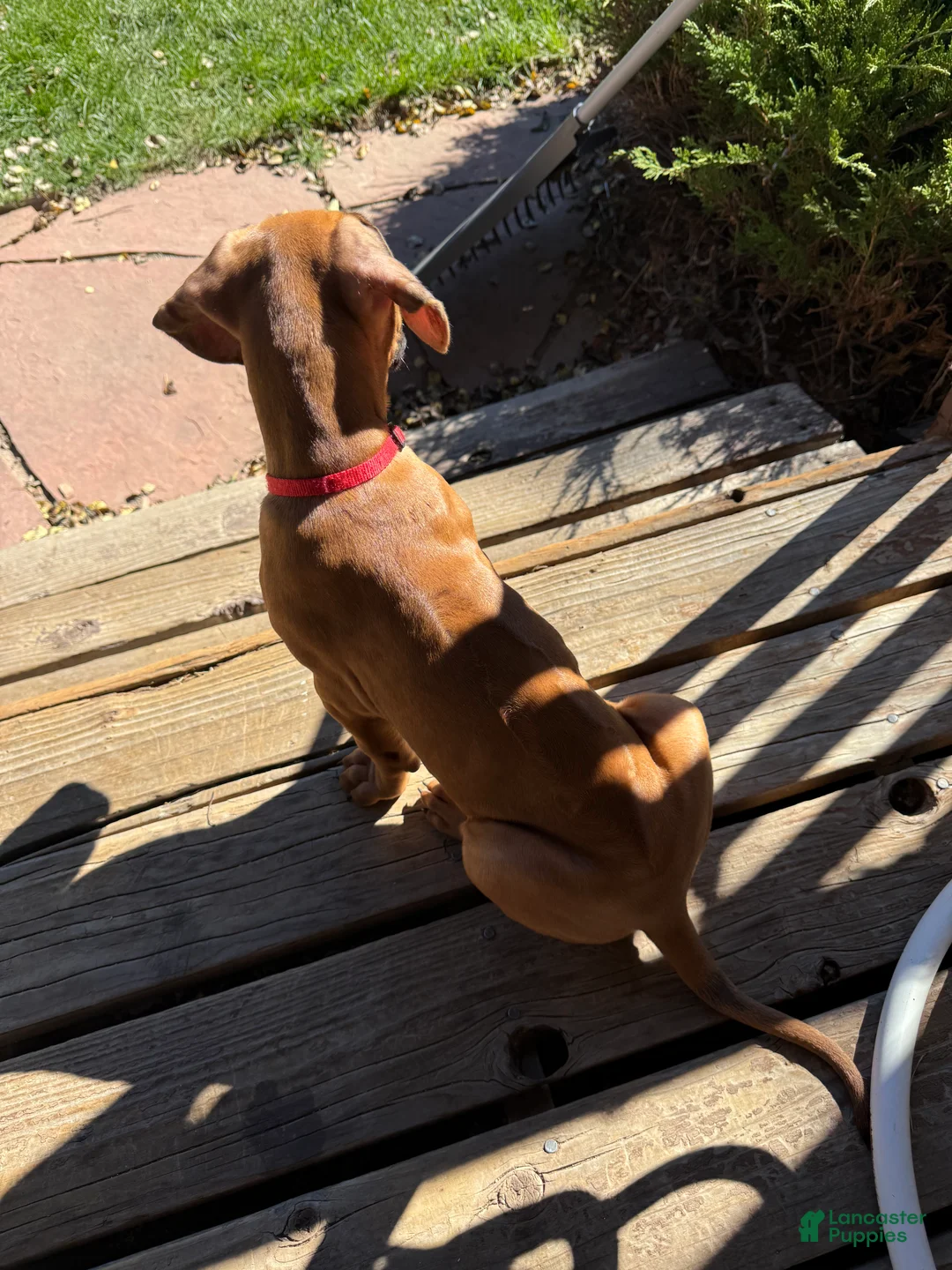 Rhodesian Ridgeback dogs for sale: Rhodesian Ridgeback 6 - Ad 2