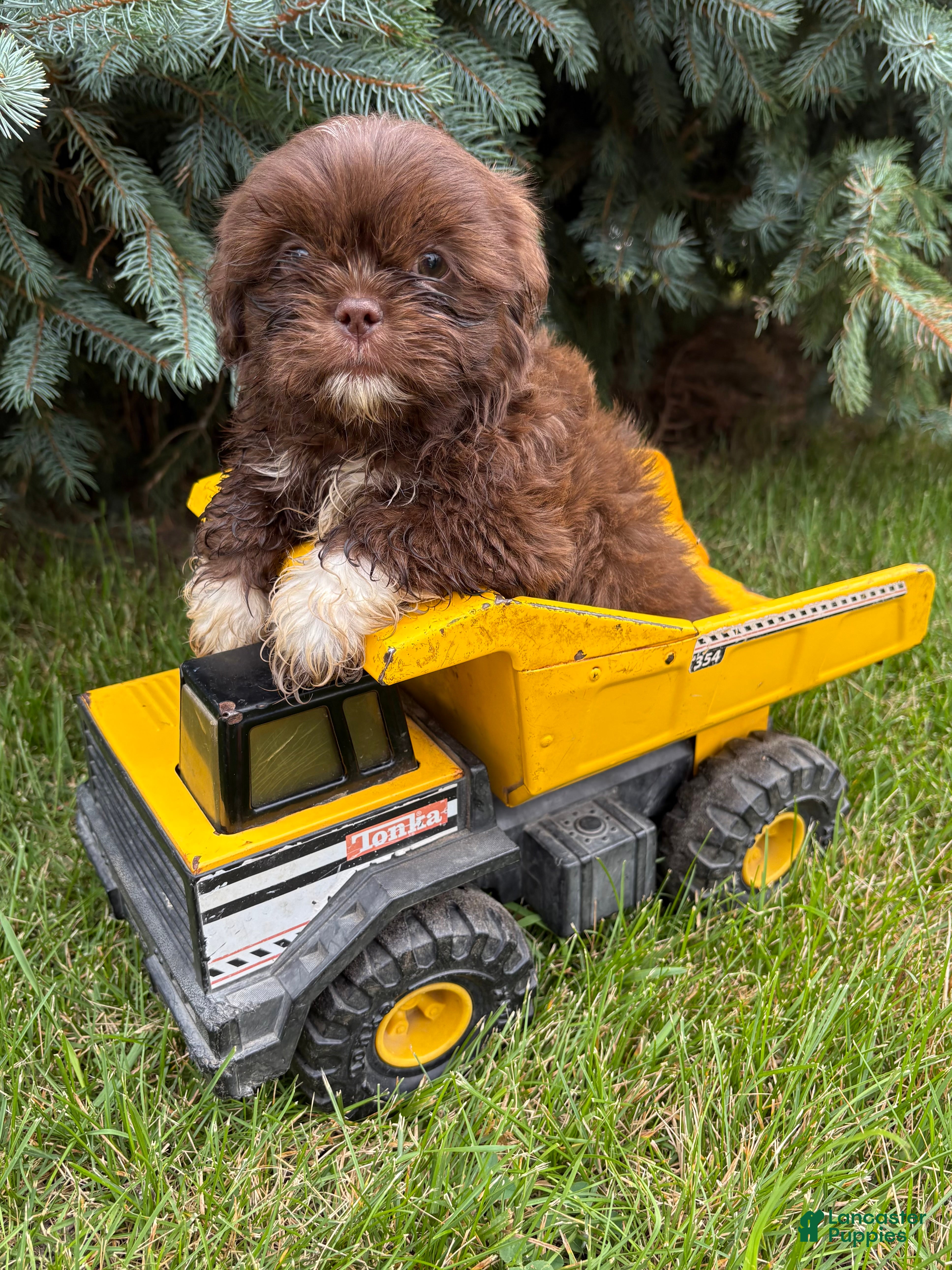 Shih Tzu dogs Lennon - Ad 1