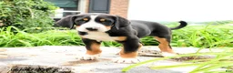 Greater Swiss Mountain Dog dogs for sale: Johann - Ad 2