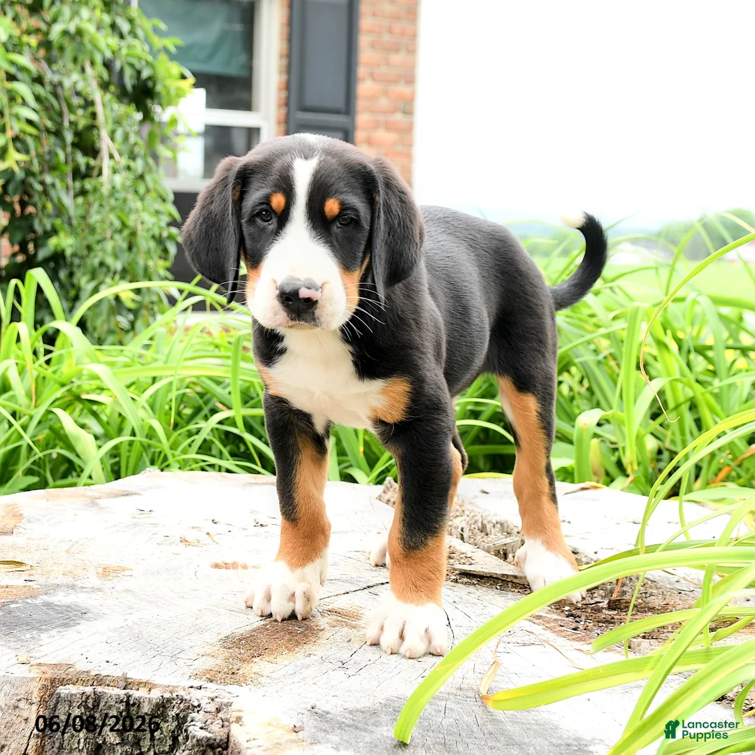 Greater Swiss Mountain Dog dogs for sale: Johann - Ad 2