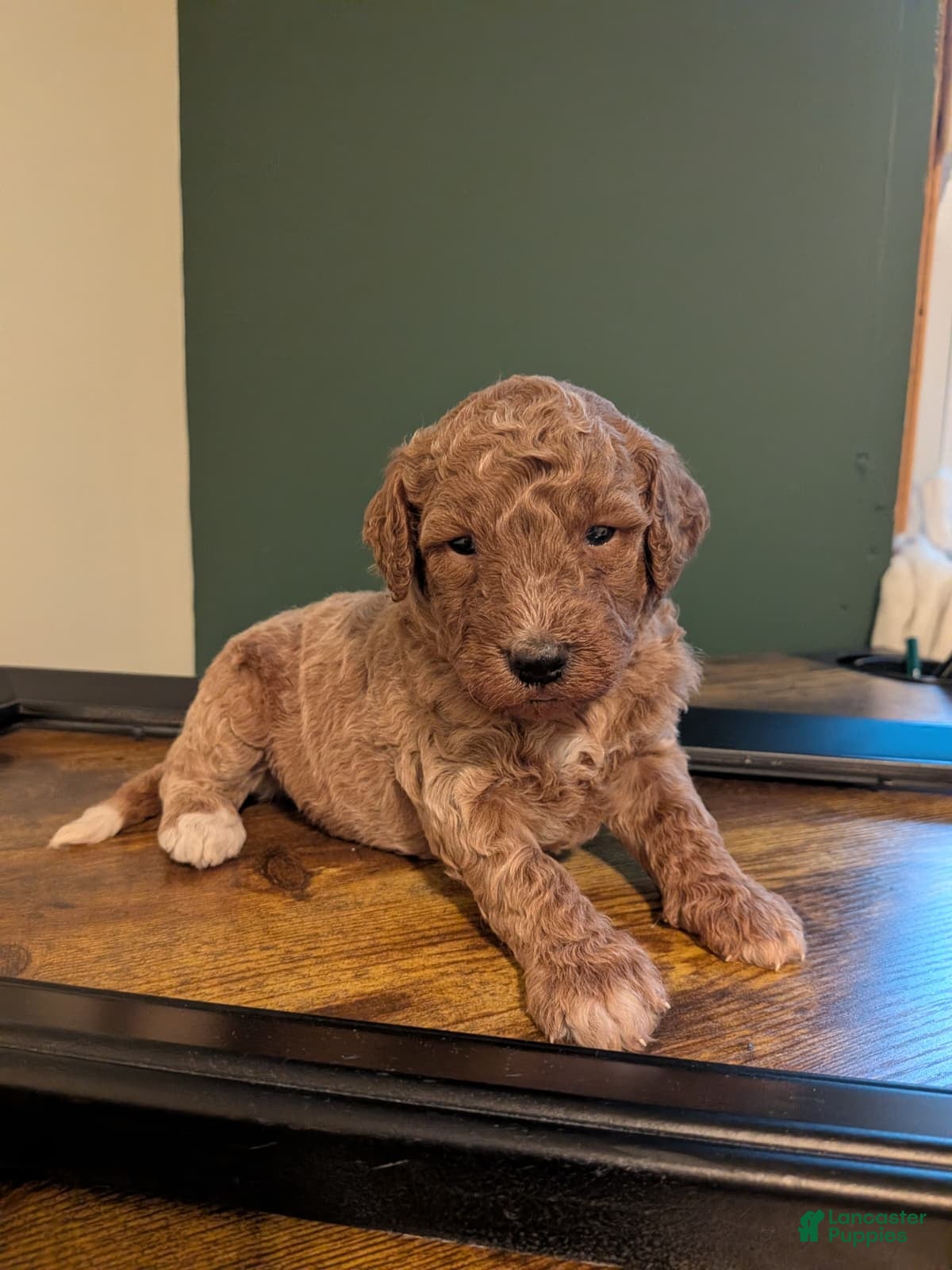 Miniature Labradoodle dogs Rhett - Ad 1