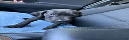 Great Dane dogs for sale: Great Dane 1 - Ad 3