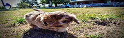 Havapoo dogs for sale: Picasso - Ad 16