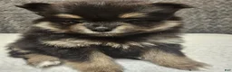 Pomeranian dogs for sale: Athena - Ad 15