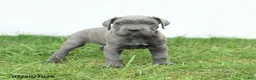 Cane Corso dogs for sale: Roman - Ad 15
