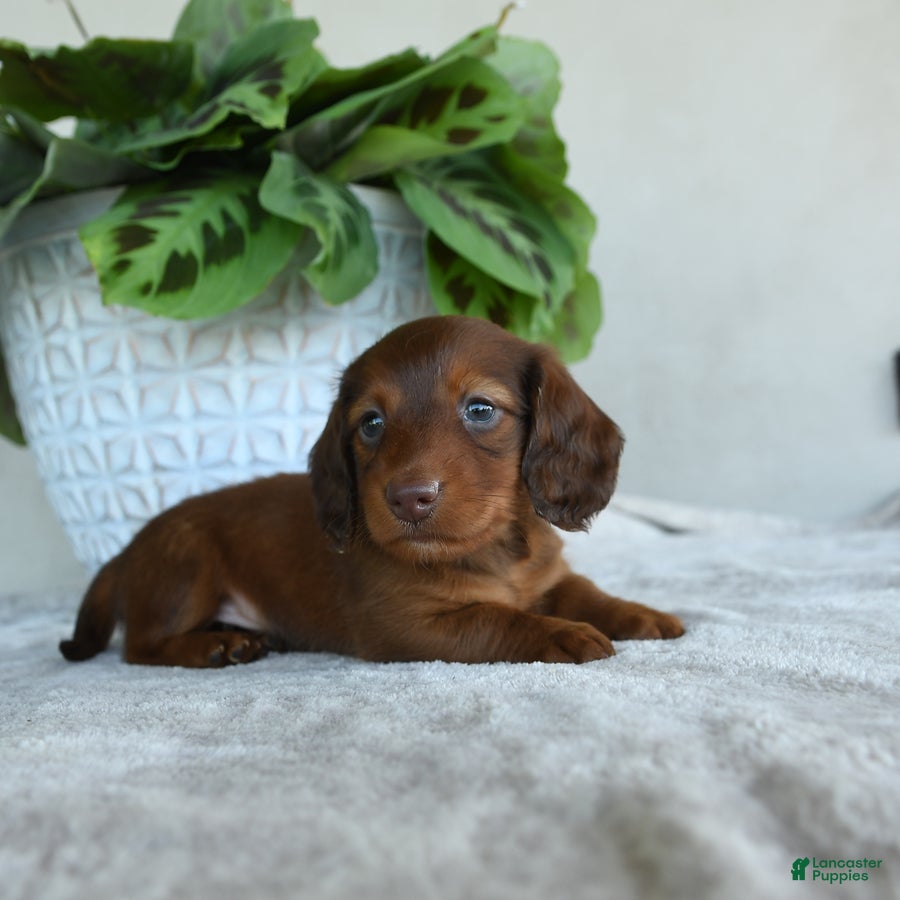 Dachshund dogs for sale: Paddington - Ad 2