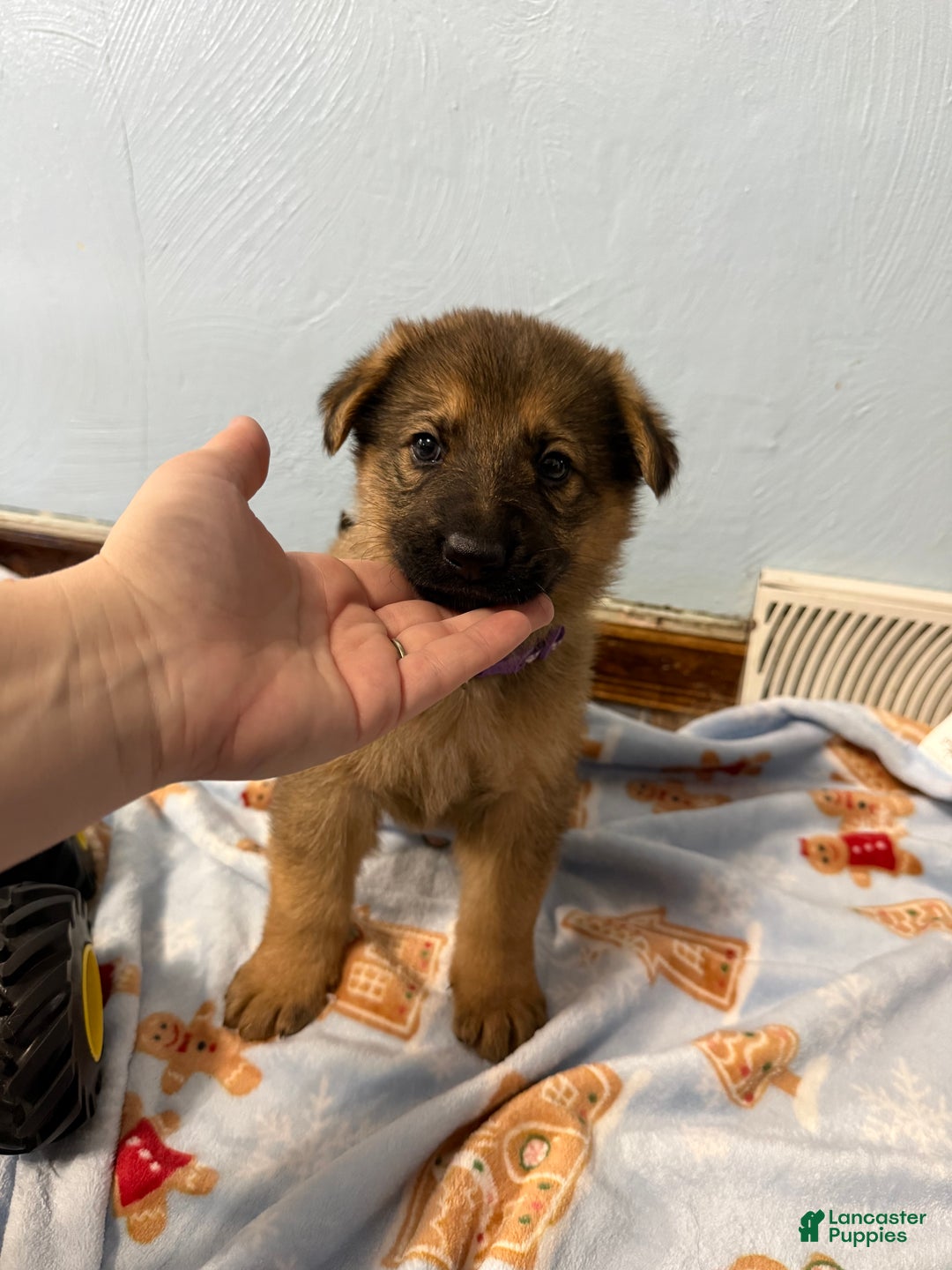 German Shepherd dogs for sale: Luna - Ad 2