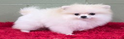 Pomeranian dogs for sale: Pomeranian Puppy 1 - Ad 5