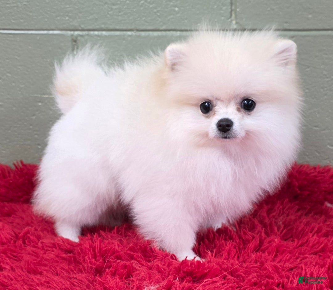 Pomeranian dogs for sale: Pomeranian Puppy 1 - Ad 5