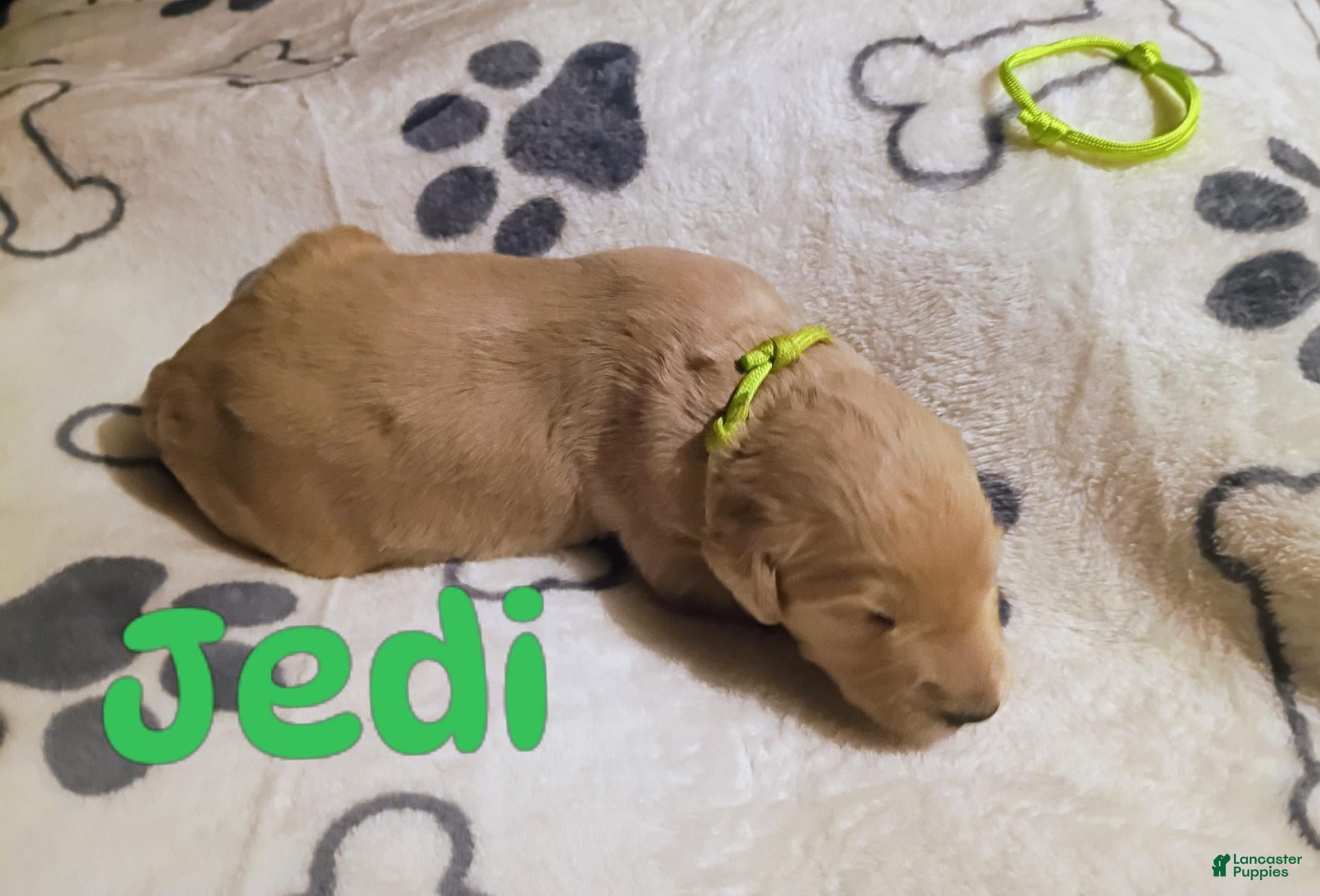 Mixed Breed dogs for sale: Mixed Breed 4 - Ad 17