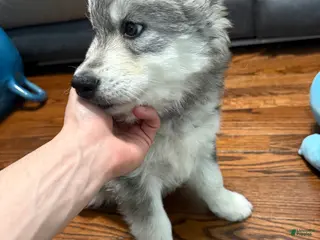 Siberian Husky dogs Storm - Ad 30