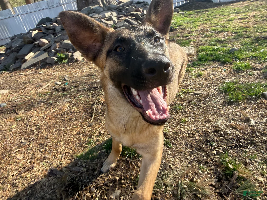 Mixed Breed dogs for sale: Purple Collar  - Ad 2