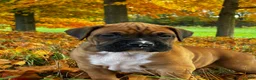 Boxer dogs for sale: Jace - Ad 8