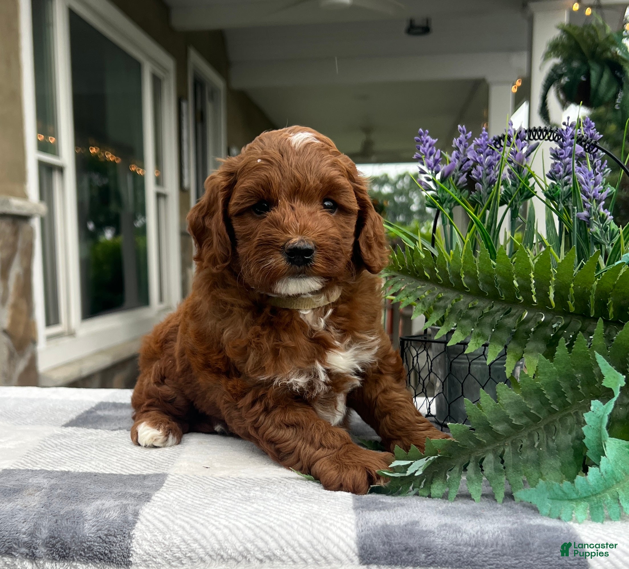 Mini Goldendoodle dogs Cody - Ad 2